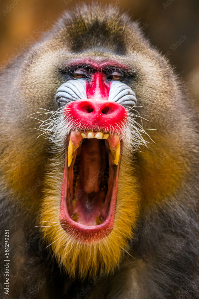 The mandrill (Mandrillus sphinx) are the wolrd's largest monkeys. They ...