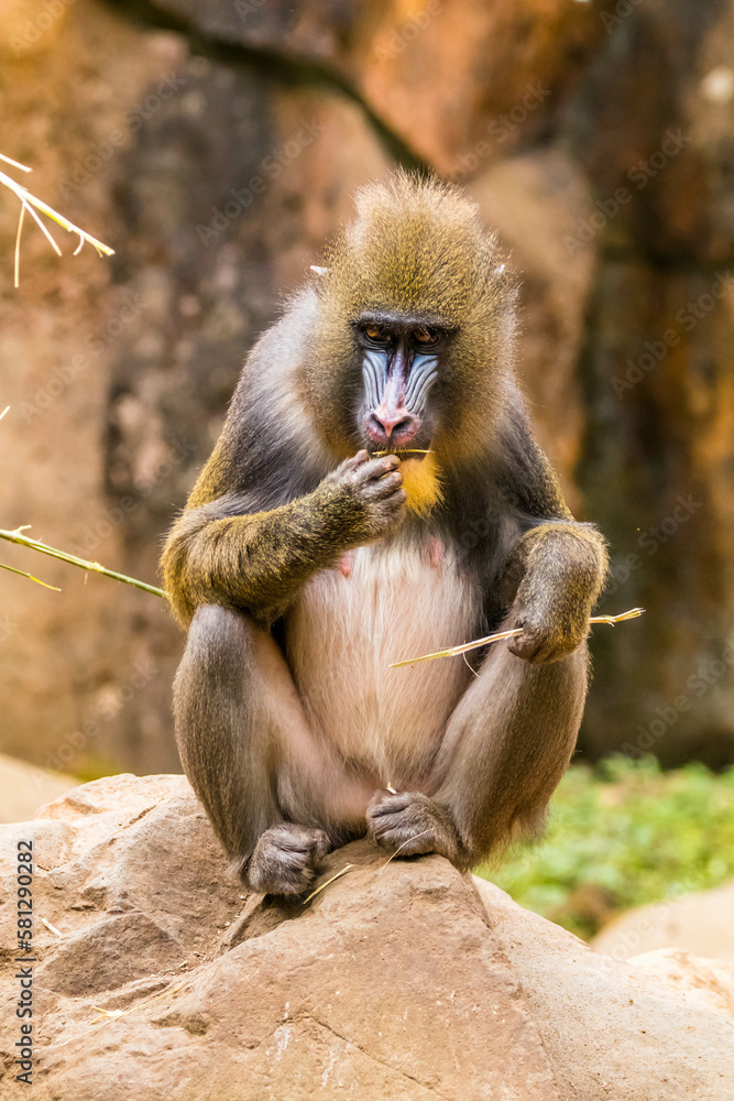 The mandrill (Mandrillus sphinx) are the wolrd's largest monkeys. They are also the most colourful primates