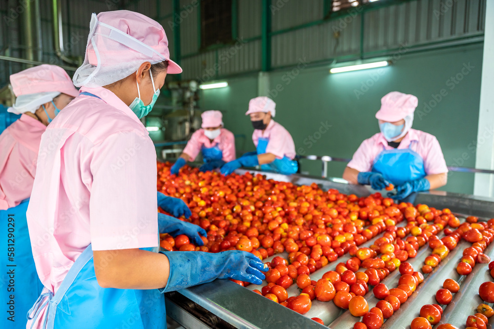 Teamwork of workers sorting tomatoes on a conveyor belt in a tomato factory. food industry. foto
