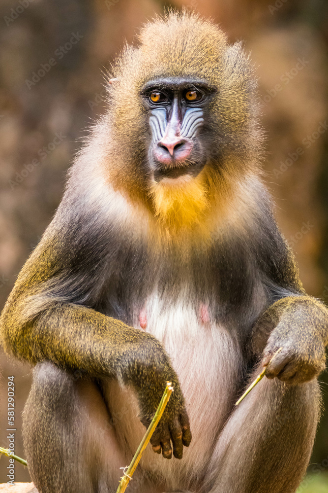 The mandrill (Mandrillus sphinx) are the wolrd's largest monkeys. They are also the most colourful primates The mandrill (Mandrillus sphinx) are the wolrd's largest monkeys. They are also the most colourful primates
