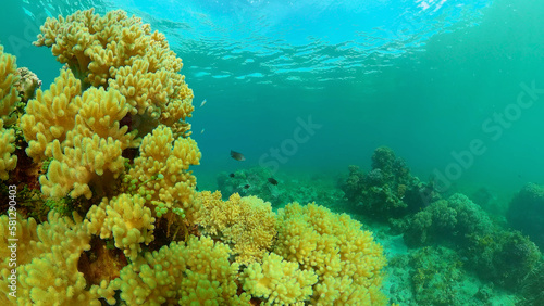 Tropical fishes and coral reef at diving. Underwater world with corals and tropical fishes.