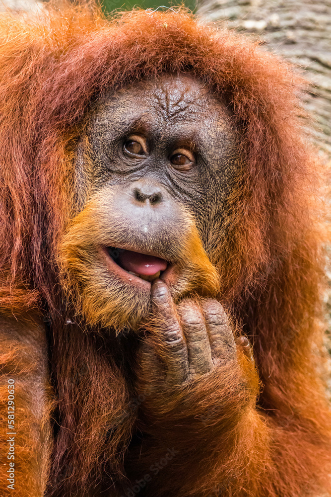 Orangutans are great apes native to the rainforests of Indonesia and Malaysia. They are now found only in parts of Borneo and Sumatra Orangutans are great apes native to the rainforests of Indonesia and Malaysia. They are now found only in parts of Borneo and Sumatra