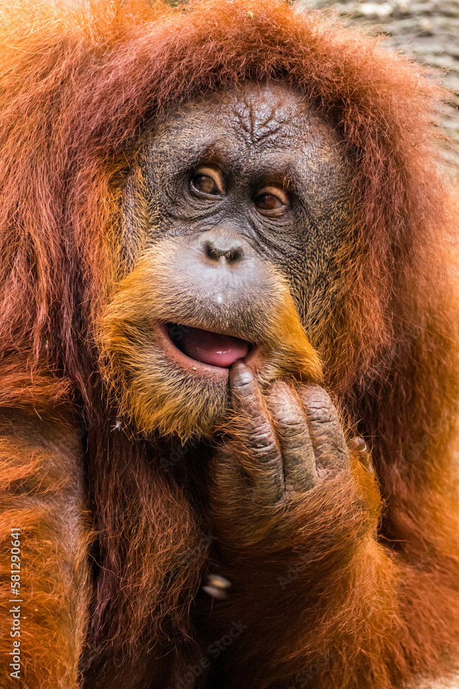 Orangutans are great apes native to the rainforests of Indonesia and Malaysia. They are now found only in parts of Borneo and Sumatra Orangutans are great apes native to the rainforests of Indonesia and Malaysia. They are now found only in parts of Borneo and Sumatra