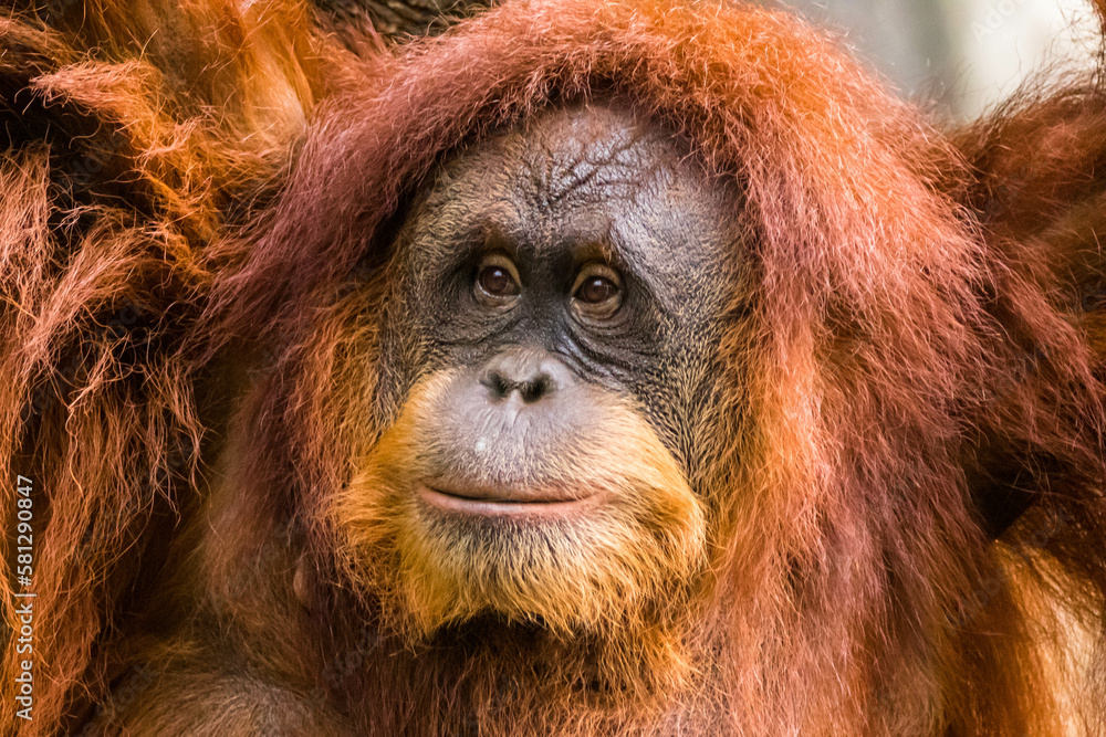 Orangutans are great apes native to the rainforests of Indonesia and Malaysia. They are now found only in parts of Borneo and Sumatra Orangutans are great apes native to the rainforests of Indonesia and Malaysia. They are now found only in parts of Borneo and Sumatra