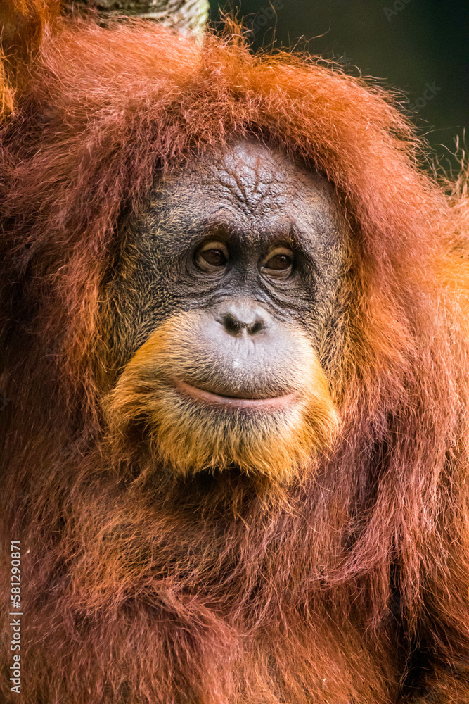Orangutans are great apes native to the rainforests of Indonesia and Malaysia. They are now found only in parts of Borneo and Sumatra Orangutans are great apes native to the rainforests of Indonesia and Malaysia. They are now found only in parts of Borneo and Sumatra