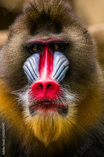 The mandrill (Mandrillus sphinx) is a large Old World monkey native to west central Africa. It is one of the most colorful mammals in the world