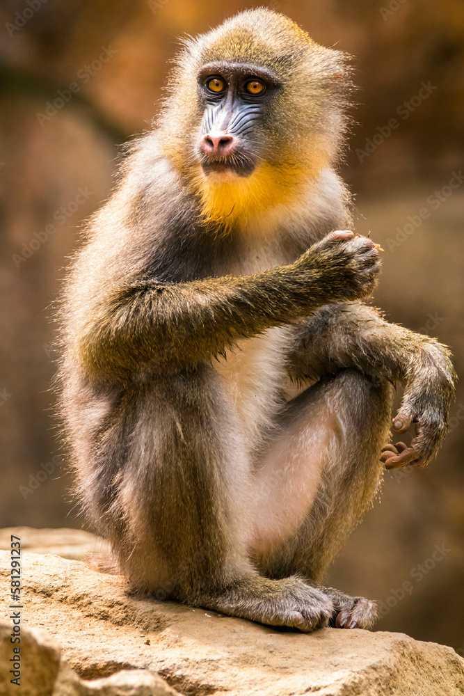 The mandrill (Mandrillus sphinx) is a large Old World monkey native to west central Africa. It is one of the most colorful mammals in the world The mandrill (Mandrillus sphinx) is a large Old World monkey native to west central Africa. It is one of the most colorful mammals in the world