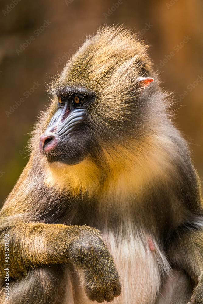 The mandrill (Mandrillus sphinx) is a large Old World monkey native to west central Africa. It is one of the most colorful mammals in the world The mandrill (Mandrillus sphinx) is a large Old World monkey native to west central Africa. It is one of the most colorful mammals in the world