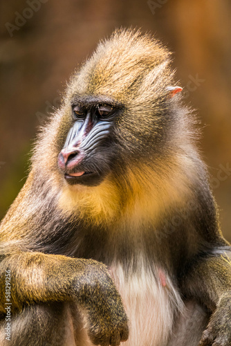 The mandrill (Mandrillus sphinx) is a large Old World monkey native to west central Africa. It is one of the most colorful mammals in the world © lessysebastian