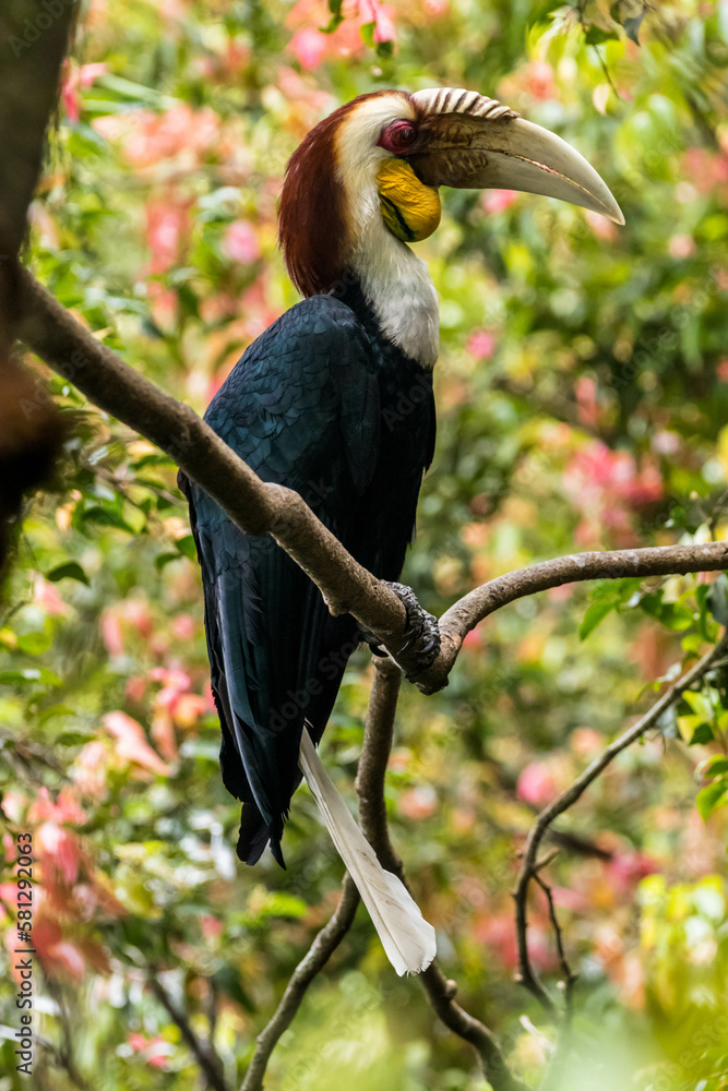 Fototapeta premium The knobbed hornbill (Rhyticeros cassidix), also known as Sulawesi wrinkled hornbill, is a colourful hornbill native to Indonesia
