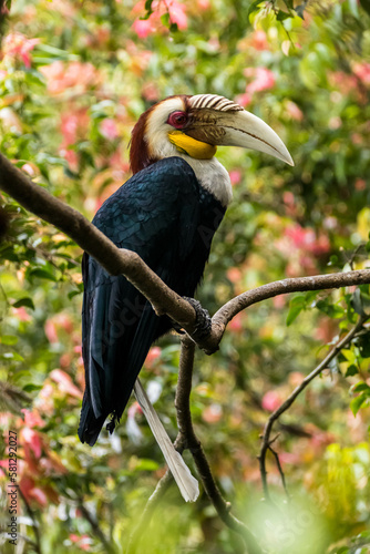 The knobbed hornbill (Rhyticeros cassidix), also known as Sulawesi wrinkled hornbill, is a colourful hornbill native to Indonesia