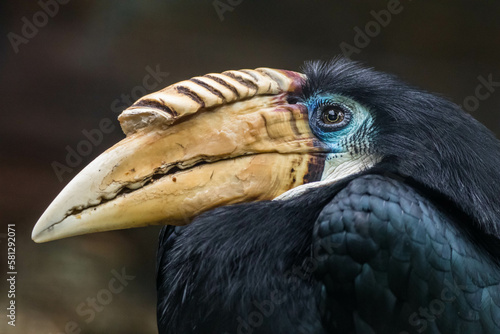 The knobbed hornbill (Rhyticeros cassidix), also known as Sulawesi wrinkled hornbill, is a colourful hornbill native to Indonesia photo