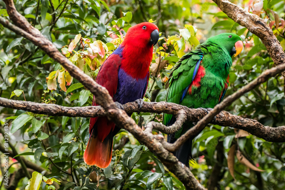 Obraz premium The eclectus parrot (Eclectus roratus) is a parrot that lives in the Solomon Islands, Sumba