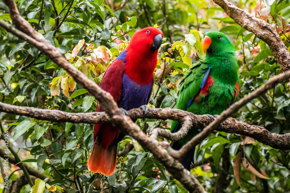 The eclectus parrot (Eclectus roratus) is a parrot that lives in the Solomon Islands, Sumba