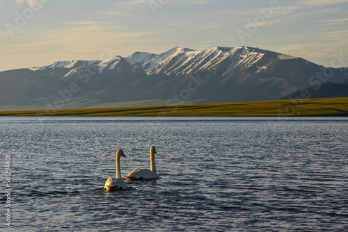 Swans swim in the golden morning light of Tarim Lake