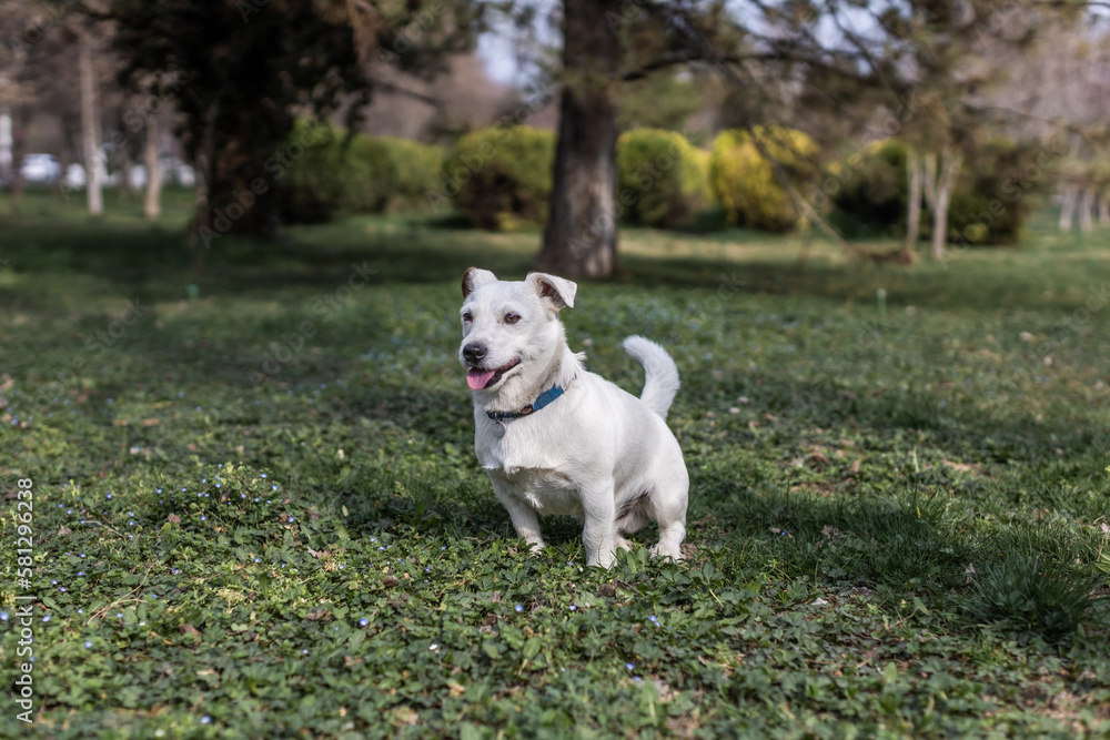 White dog breed Jack Russell Terrier outdoors on the background of nature