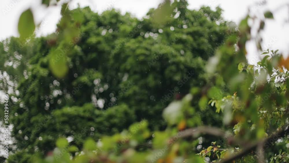 Raindrops fall from the sky against the background of trees. Shooting in slow motion Raindrops fall from the sky against the background of trees. Shooting in slow motion