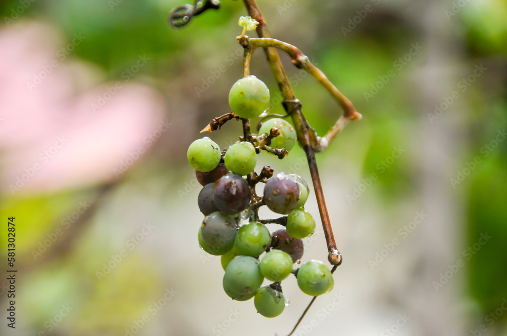 Grapes in the garden Grapes in the garden