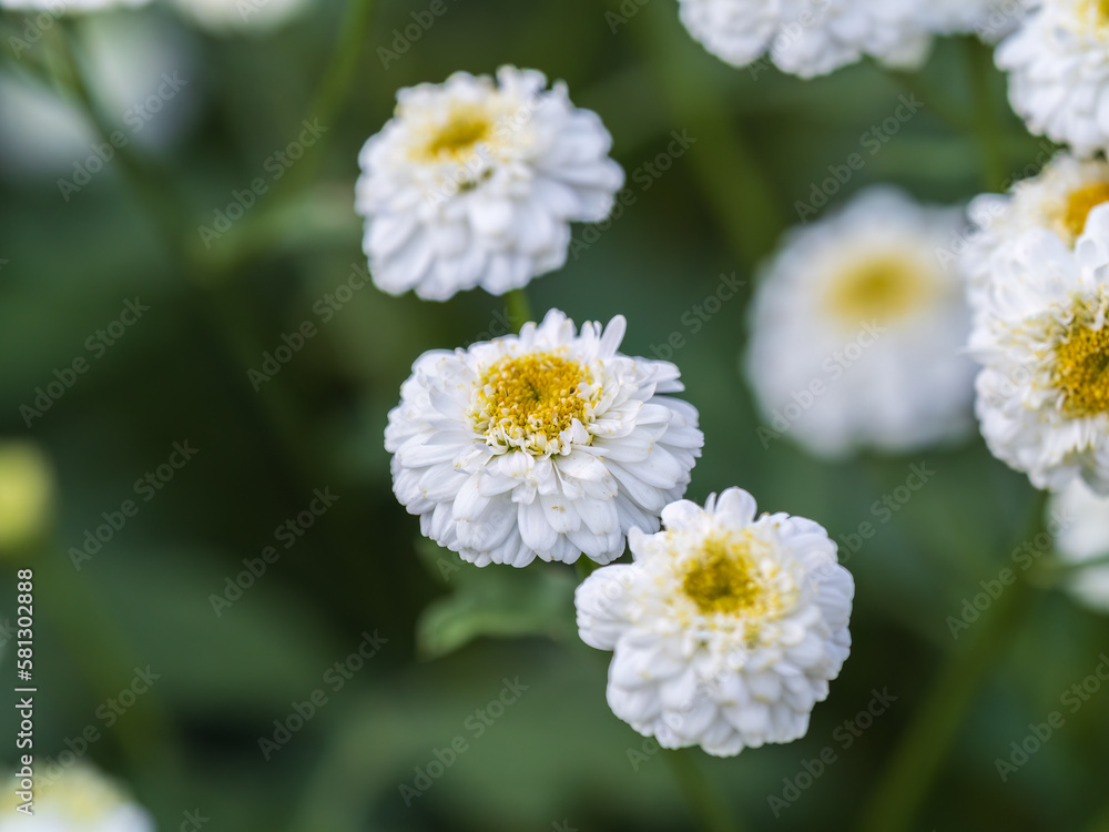 Colourful Feverfew Flowers, Tanacetum parthenium. Beautiful white and yellow Colourful Feverfew Flowers, Tanacetum parthenium. Beautiful white and yellow