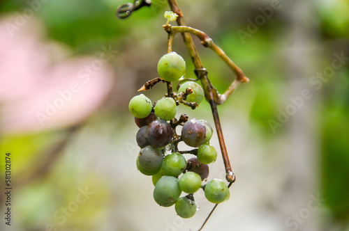 Fototapeta Naklejka Na Ścianę i Meble -  Grapes in the garden