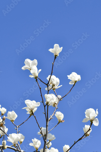 青空とハクモクレン