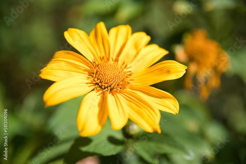 Close-up of a yellow Mexican Sunflower  dark green leaves diffuse in the background.