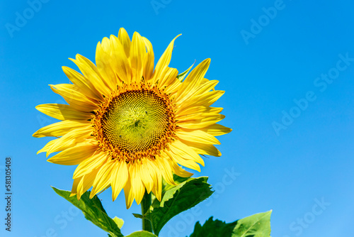 Sunflower on blue sky background. Blooming in the garden.