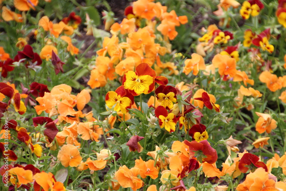 Flowers In Bloom Flowers In Bloom