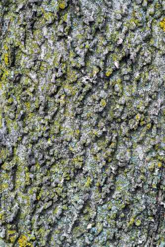 Foto Close up macro photograph of cork-like textured tree bark from a common northern hackberry tree with ashy gray or brown colored ridges and valleys and green lichen