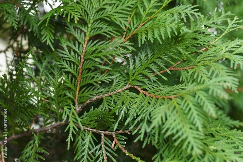 Thuja ( Thuja occidentalis ) leaves.Cupressaceae evergreen coniferous tree native to North America.
When crushed, the leaves have a refreshing lemon-like scent.