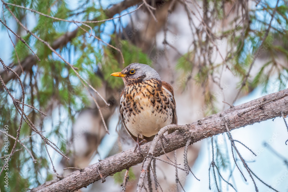 Fieldbird sits on a branch in spring with a blurred background. Fieldbird sits on a branch in spring with a blurred background.