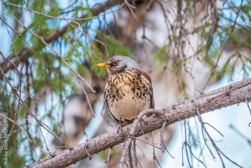 Fieldbird sits on a branch in spring with a blurred background.