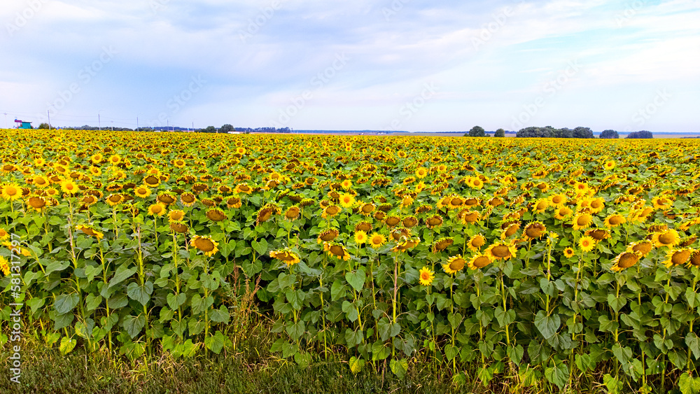 field road view from the top, sunflower field on a bright day field road view from the top, sunflower field on a bright day