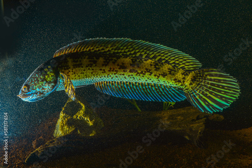 fish in aquarium, ikan gabus hias, channa aurantimaculata photo