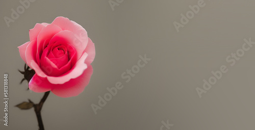 Pink rose with space to write cute message  Ai