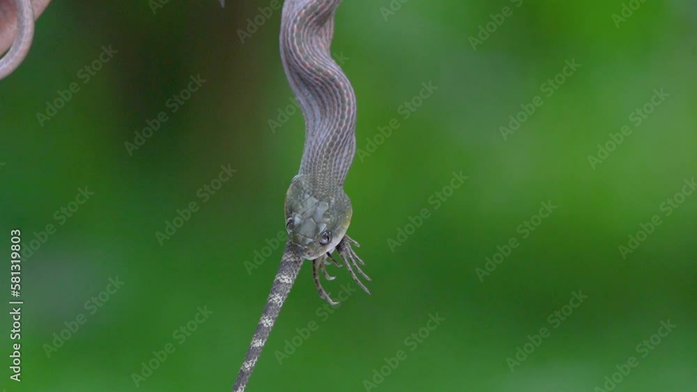 video of a black headed cat snake boiga nigriceps eat a oriental garden lizard calotes versicolor video of a black headed cat snake boiga nigriceps eat a oriental garden lizard calotes versicolor