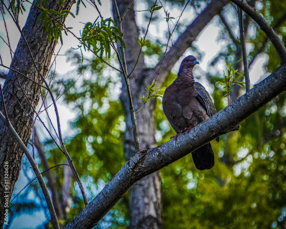 Fototapeta premium bird on the tree