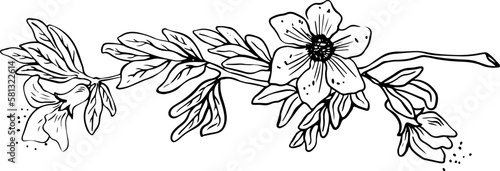 Lineart of pomegranate tree branch with leaves and flowers black on white background