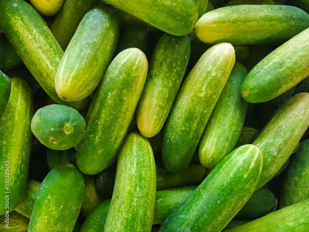 Pile of fresh cucumbers ready to sell in the market Pile of fresh cucumbers ready to sell in the market