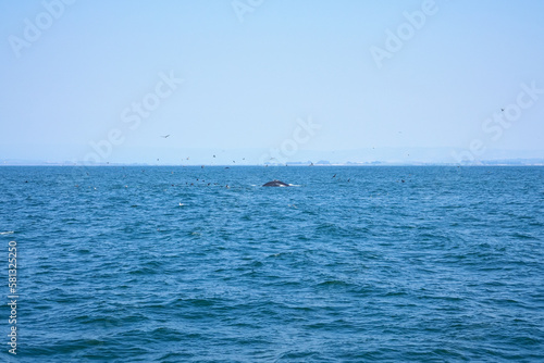 Whale surfacing in Monterey, CA