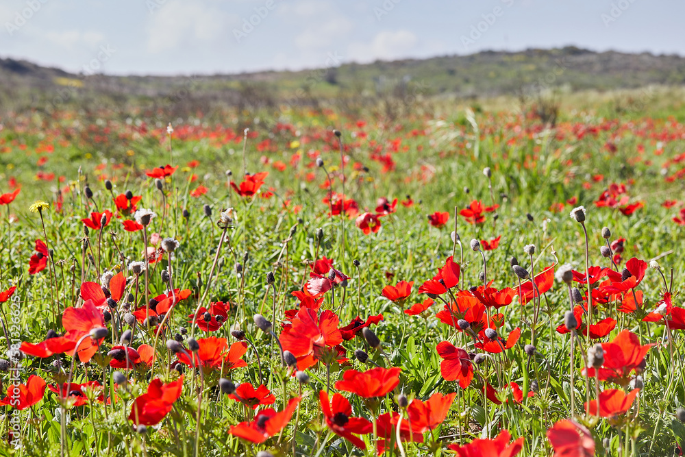 Wild red anemone flowers bloom among the green grass in the meadow. Gorgeous spring blooming landscape in the reserve of the national park. Southern Israel.
