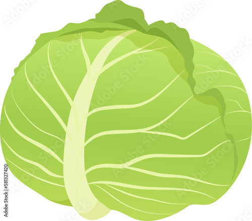 キャベツ_野菜_ベクターイラスト