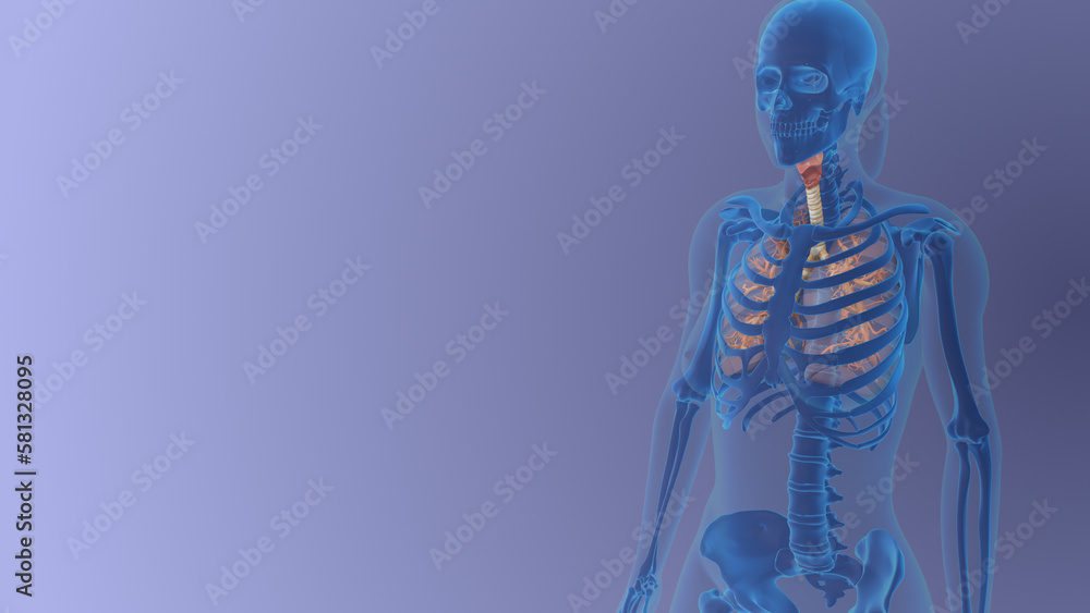 Female Lungs anatomy medical concept