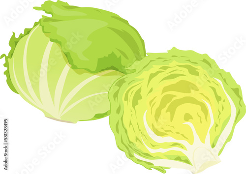 レタス_野菜_ベクターイラスト