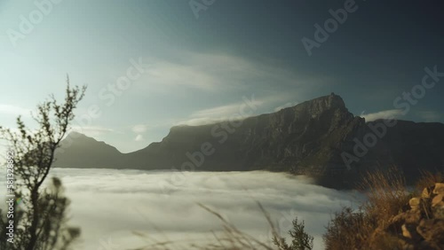 Slow pan through shrubs revealing the top of table mountain national park in the early morning with clouds at the foot of the mountain covering Cape Town city below