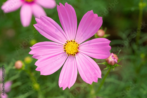 Pink Cosmos Flowers Close Up