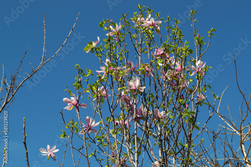 Blossoming pink magnolia tree in front of clear blue sky