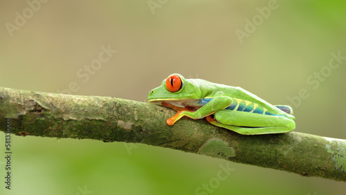 a red-eyed tree frog with its eyes open at a garden