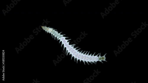 Worm Polychaeta, family Syllidae under a microscope, possibly genus Exogone sp., subfamily Exogoninae. Red sea photo