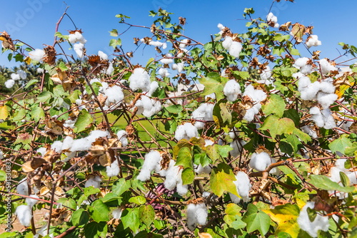 flowering cotton bush on a summer sunny day photo